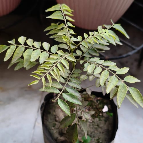 Curry Leaf Plant (Kadi Patta / Meetha Neem) -Kaursgarden