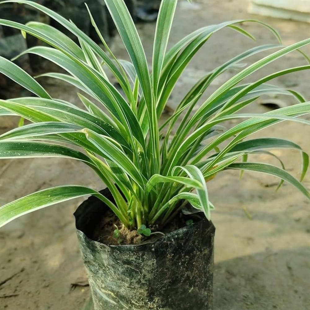 Spider Plant (Chlorophytum comosum) – Kaursgarden