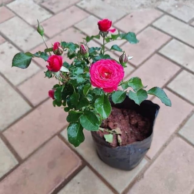 Rose Plant Red Hybrid - Kaursgarden Rose Plant Red Hybrid - Kaursgarden
