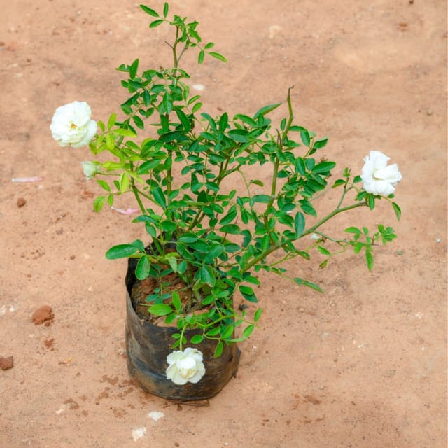 Rose Plant White Hybrid Plant - Kaursgarden