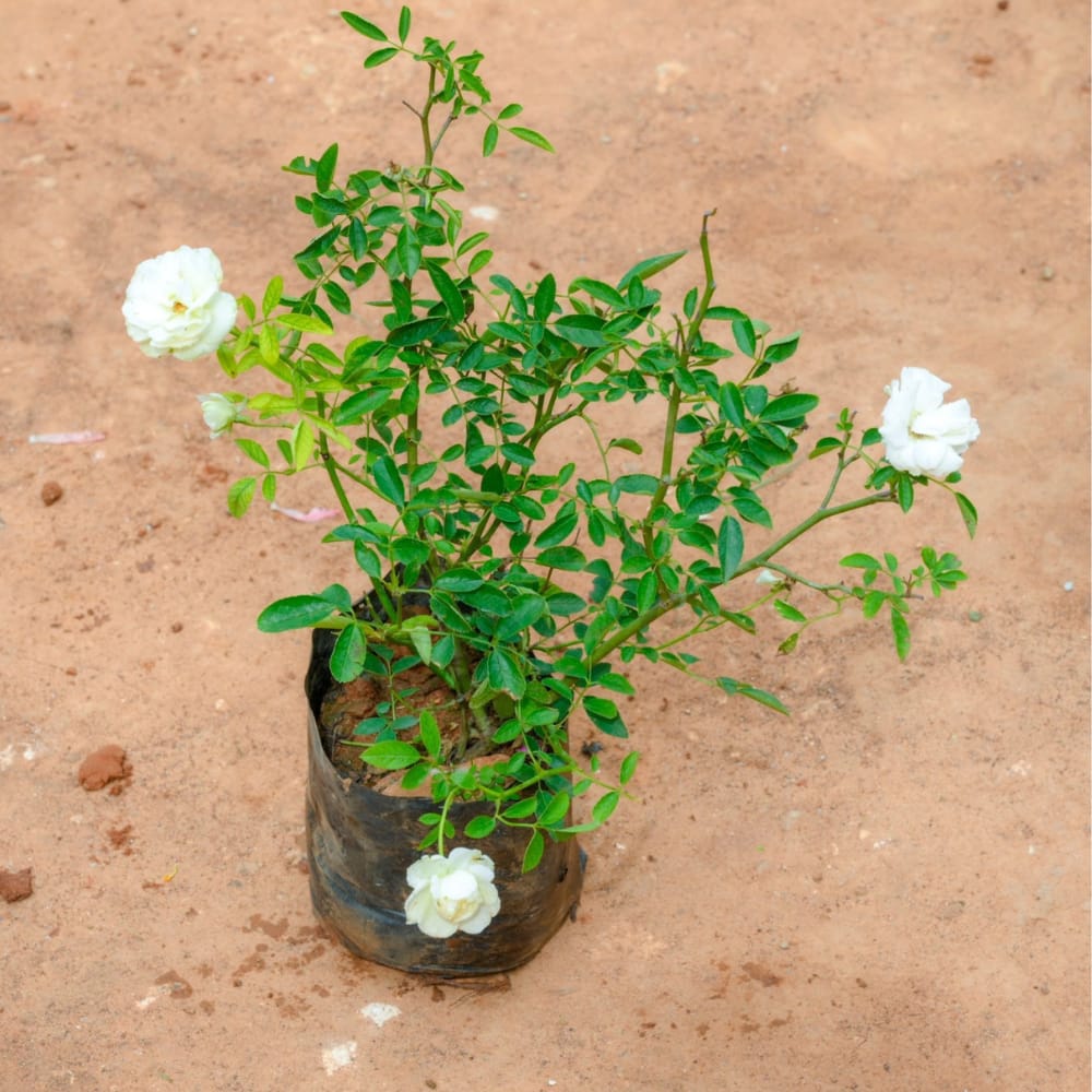 Rose Plant White Hybrid Plant - Kaursgarden