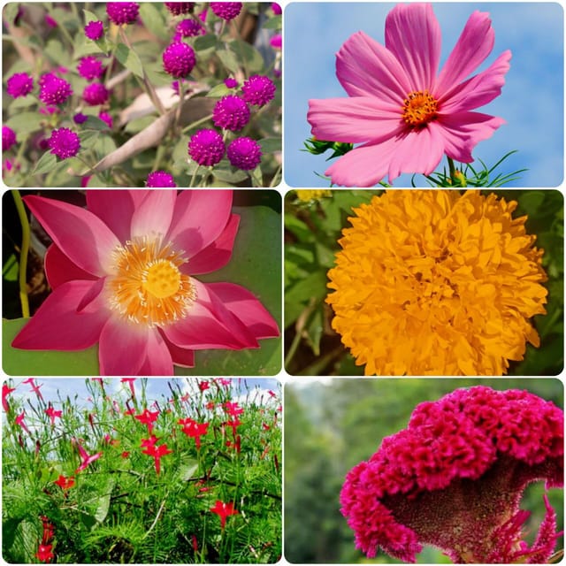 Vibrant Summer & Monsoon Hardy Combo (6 Varieties)