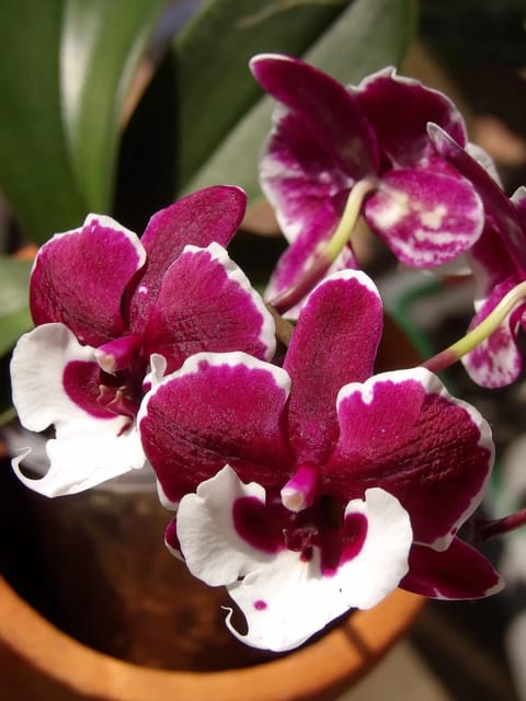 Phalaenopsis Santa Claus - Medium Size Orchid Plant