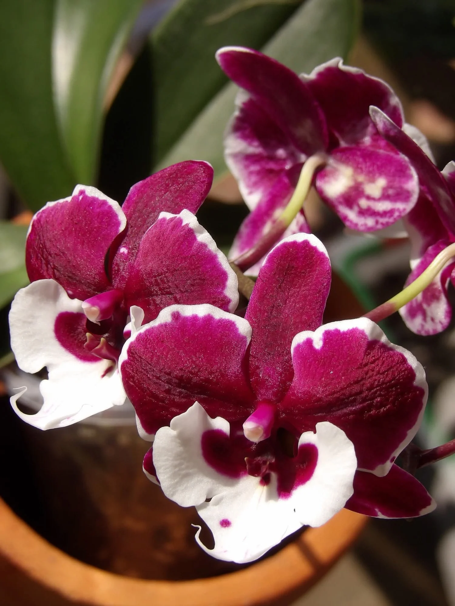 Phalaenopsis Santa Claus - Medium Size Orchid Plant
