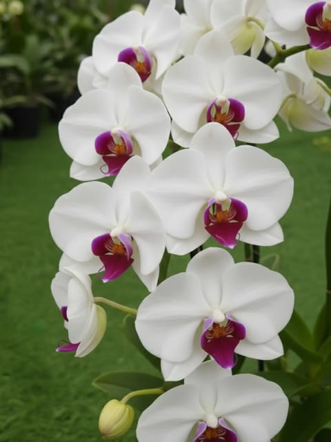 Phalaenopsis Red Eye - Medium Size Orchid Plant Phalaenopsis Red Eye - Medium Size Orchid Plant