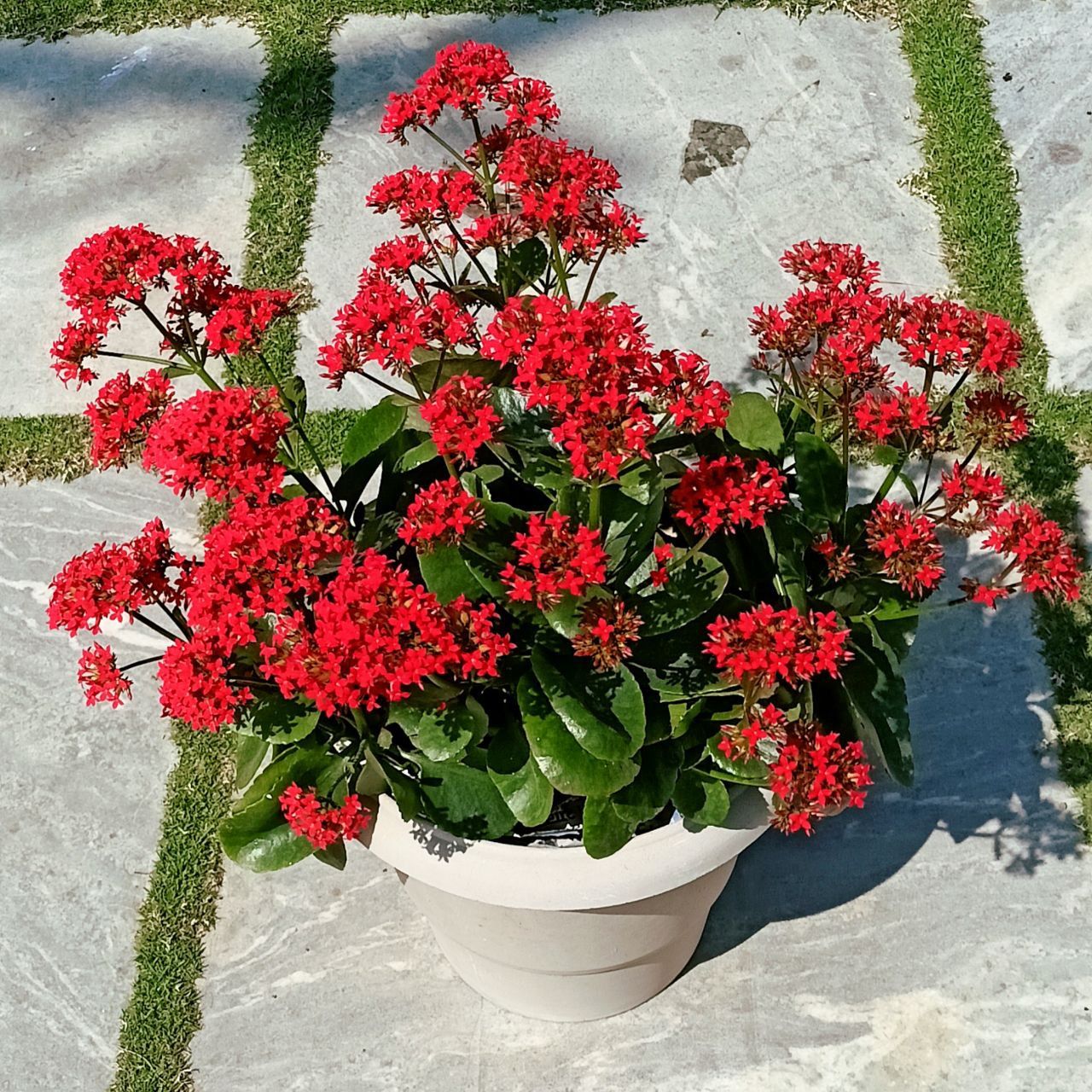 Red Kalanchoe Flowering Plant