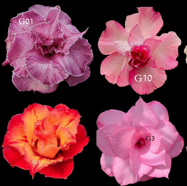 Rosy Adenium Grafted Plants Combo | Pack of 4 Plants I hybrid