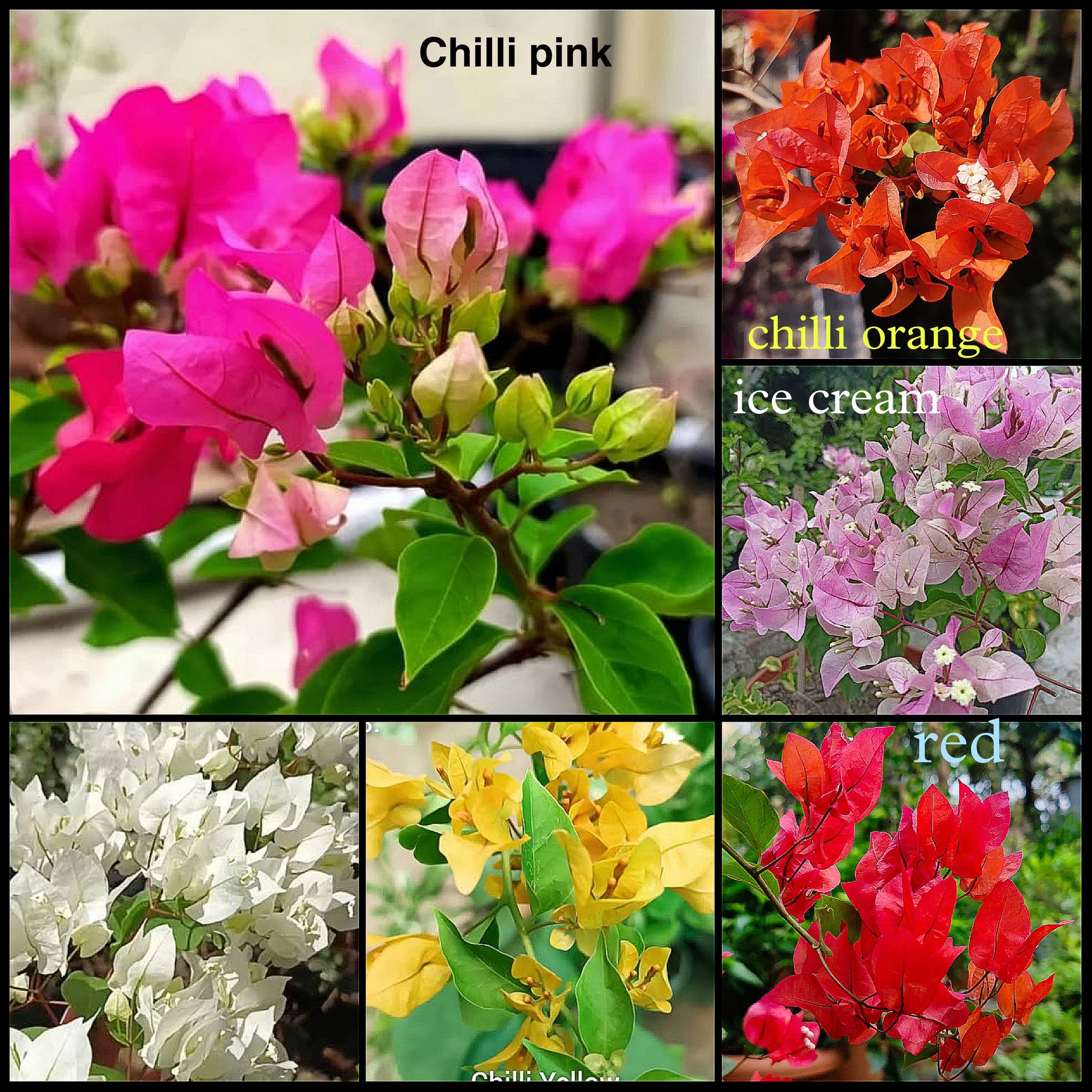 Chilli Series Bougainvillea Plants Combo – 6 Vibrant Color Varieties (Pink, Orange, Ice Cream, Red, Yellow & White) – Healthy Rooted Plants