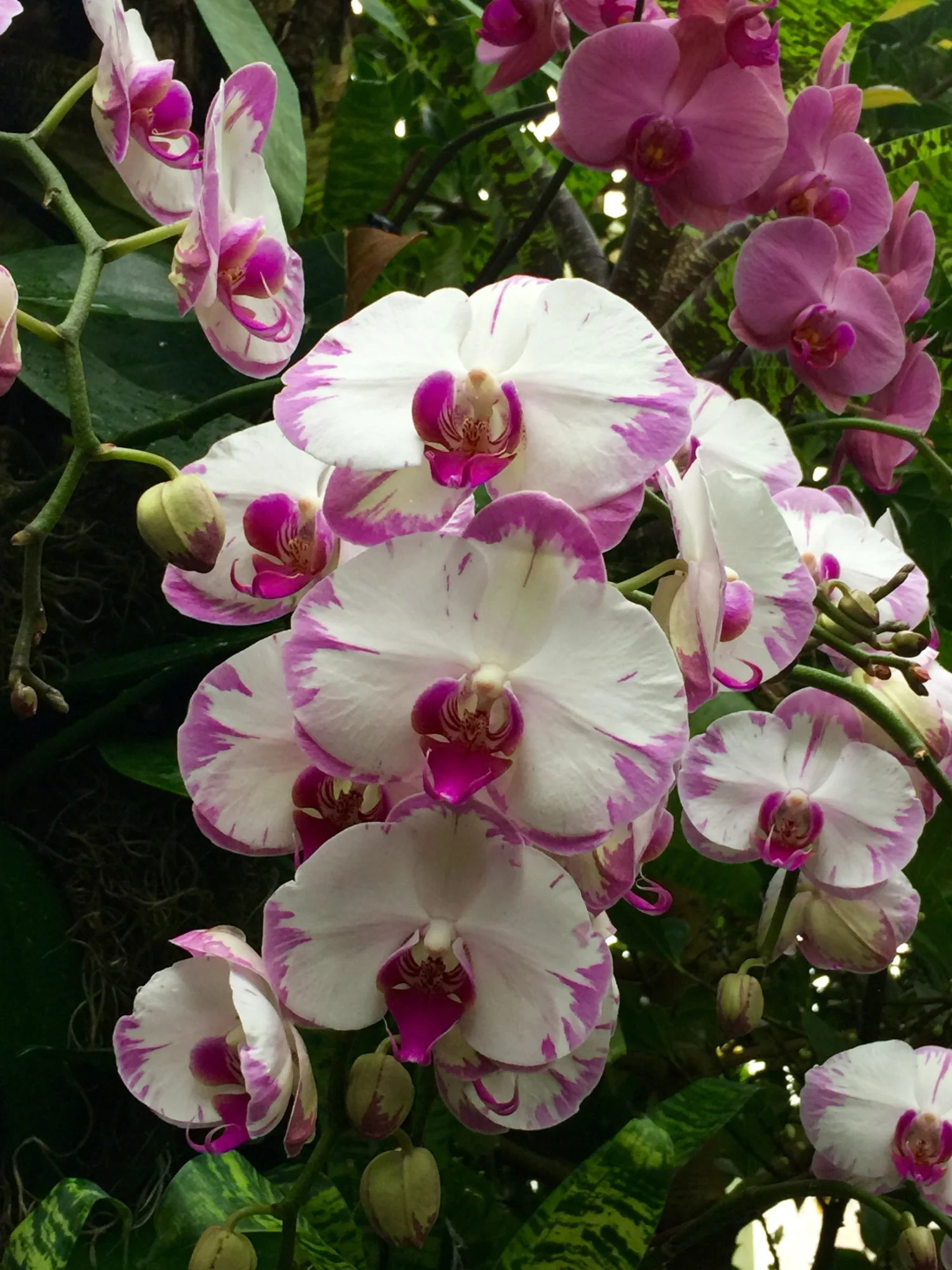 Phalaenopsis West Cost Fireworks - Medium Size Orchid Plant