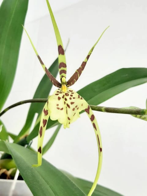 Oncidium Brassia Eternal Wind - Spider Orchid - Blooming Size Orchid Plant
