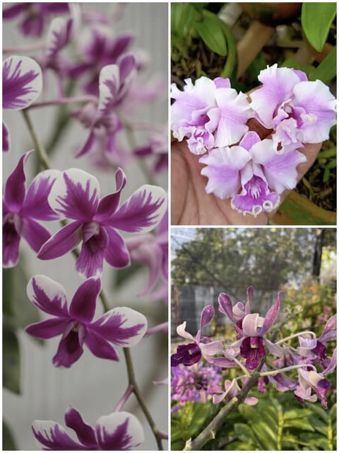 Dendrobium Rare Special Variety - 3 Plant Combo