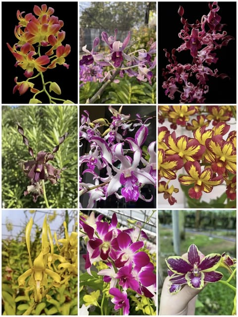 Dendrobium Rare Special Variety - 10 Plant Combo