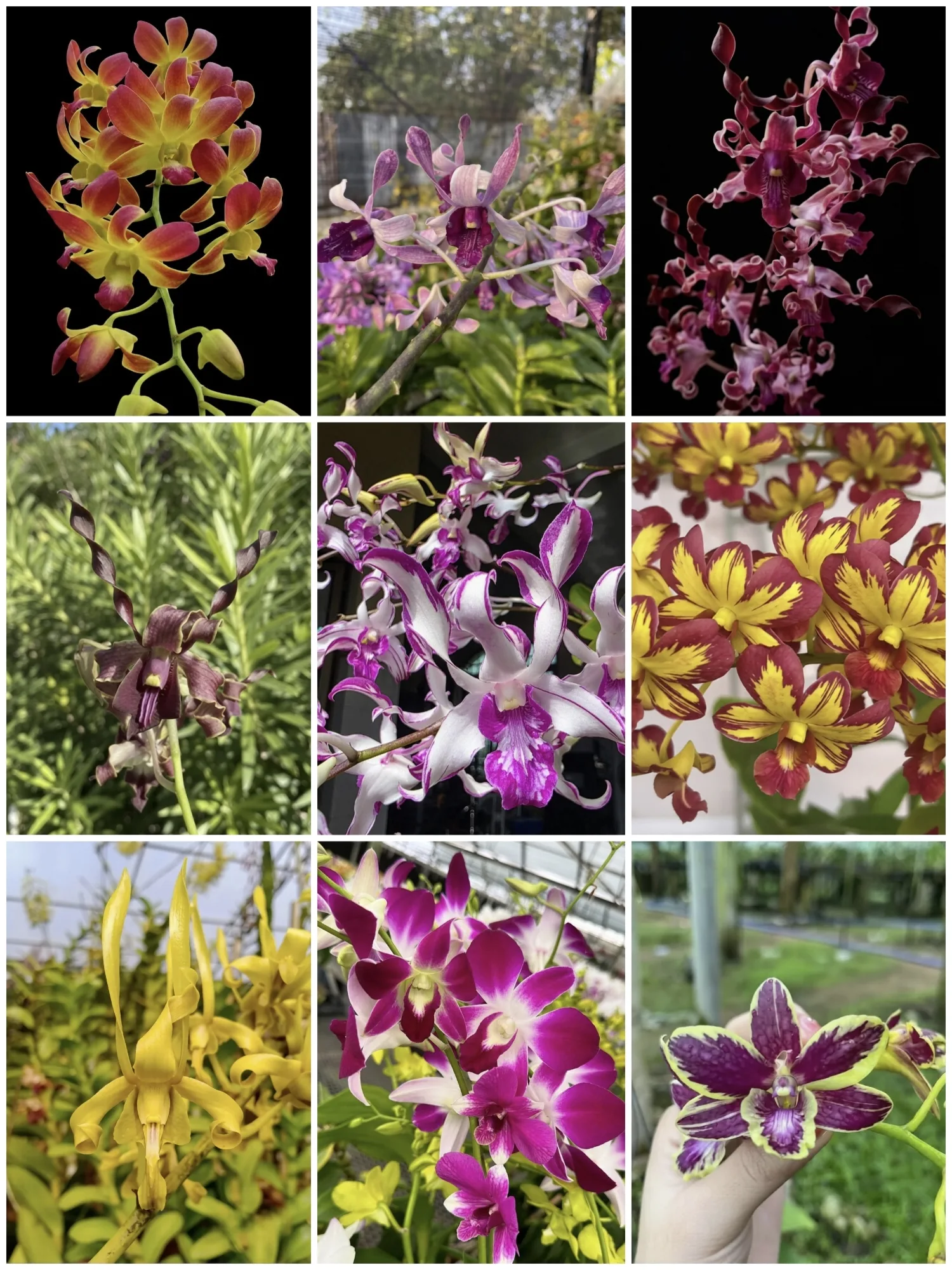 Dendrobium Rare Special Variety - 10 Plant Combo