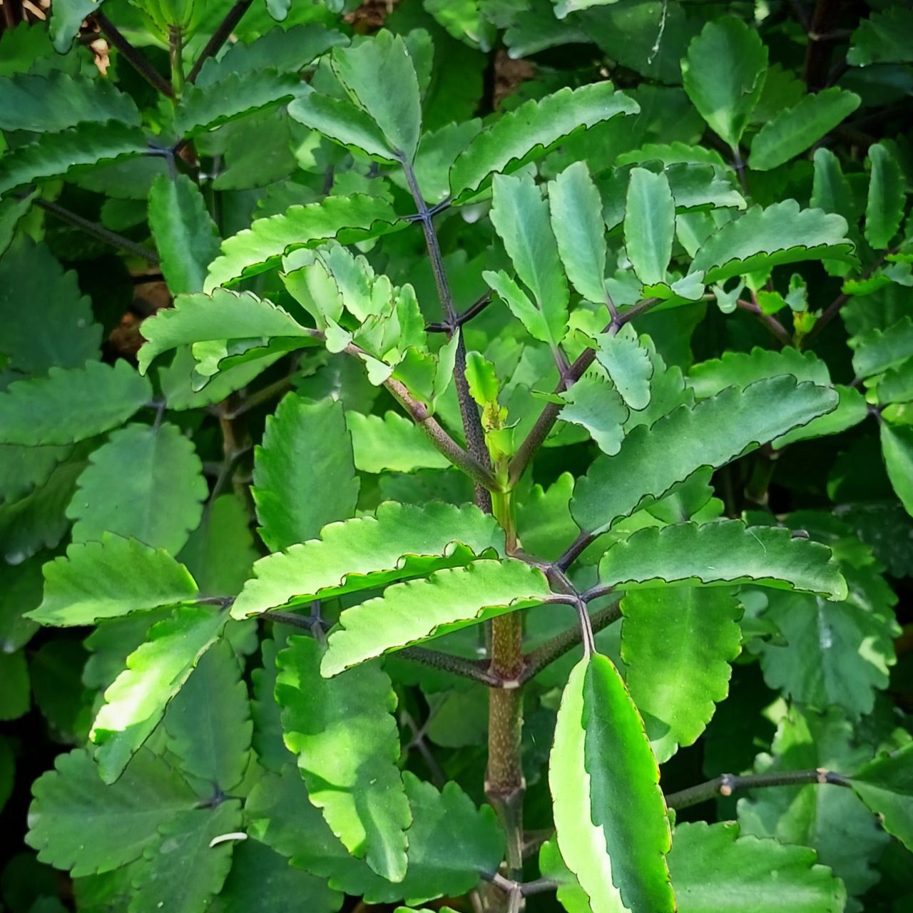 Pattarchatta (Miracle Leaf) Plant