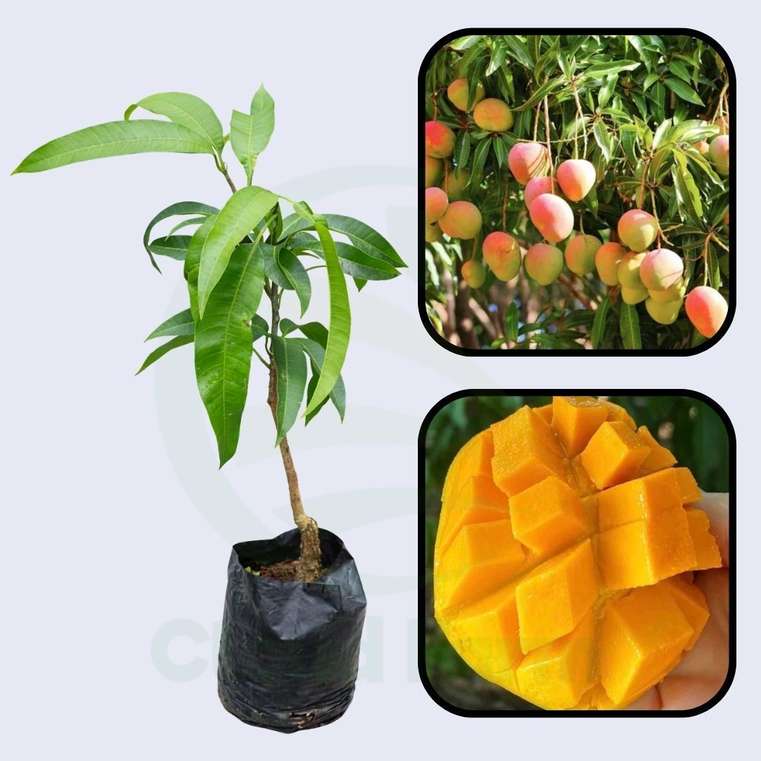 Swarnarekha Mango Grafted Healthy Fruit Plant