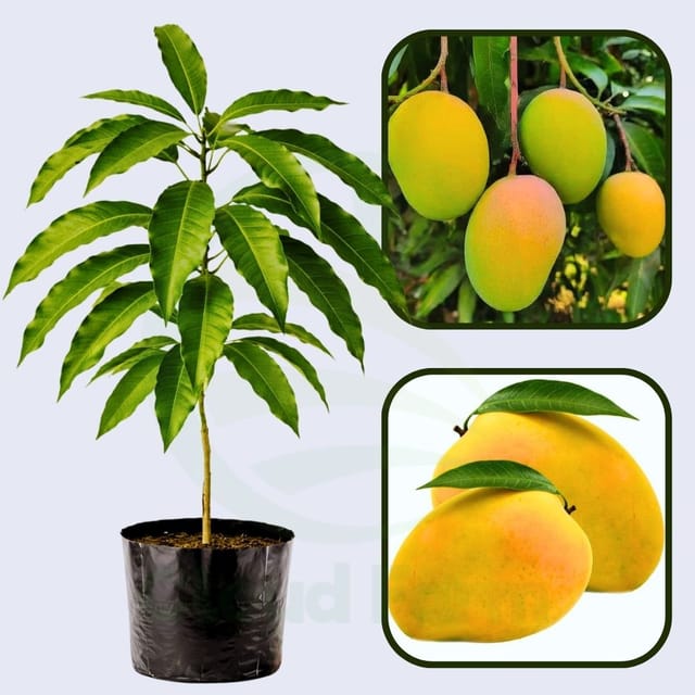 Ratnagiri Mango Grafted Healthy Fruit Plant Ratnagiri Mango Grafted Healthy Fruit Plant