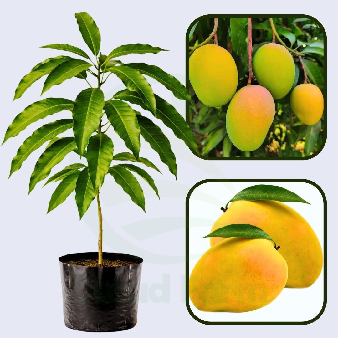 Ratnagiri Mango Grafted Healthy Fruit Plant
