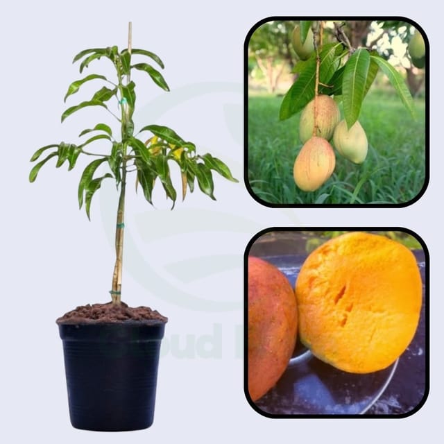Turpentine Mango Grafted Healthy Fruit Plant