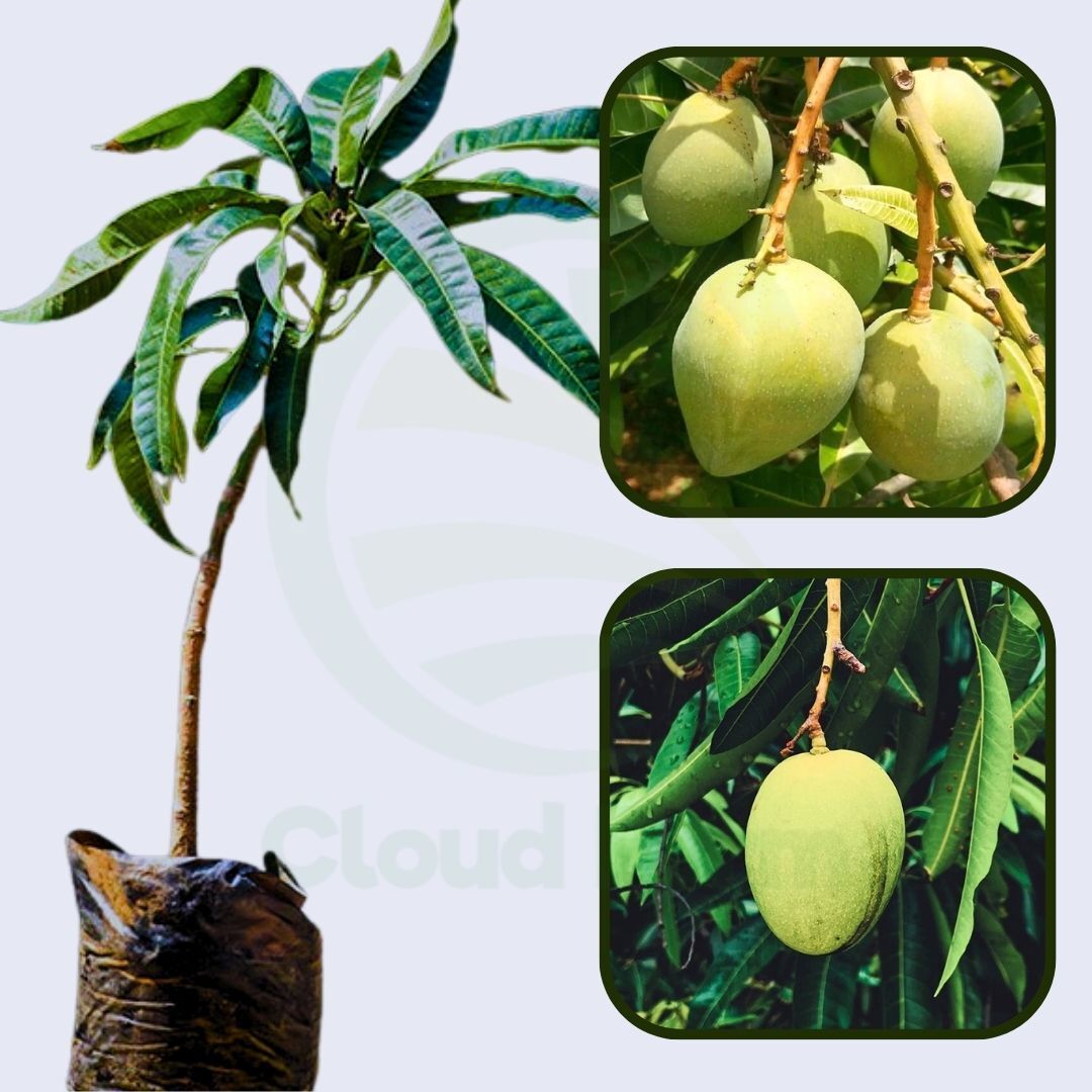Kishan Bhog Mango Grafted Healthy Fruit Plant