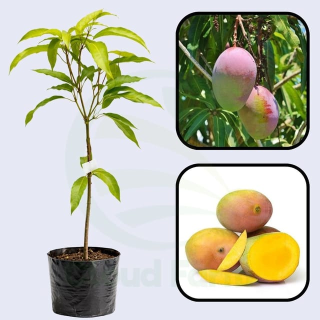 Sindhura Mango Grafted healthy Fruit plant