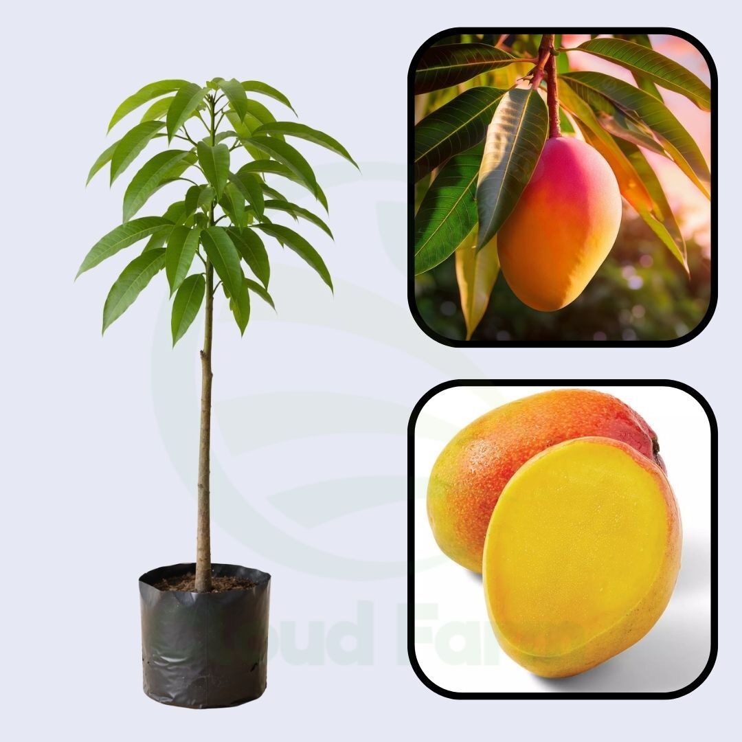 Sunset Mango Grafted Healthy Fruit Plant