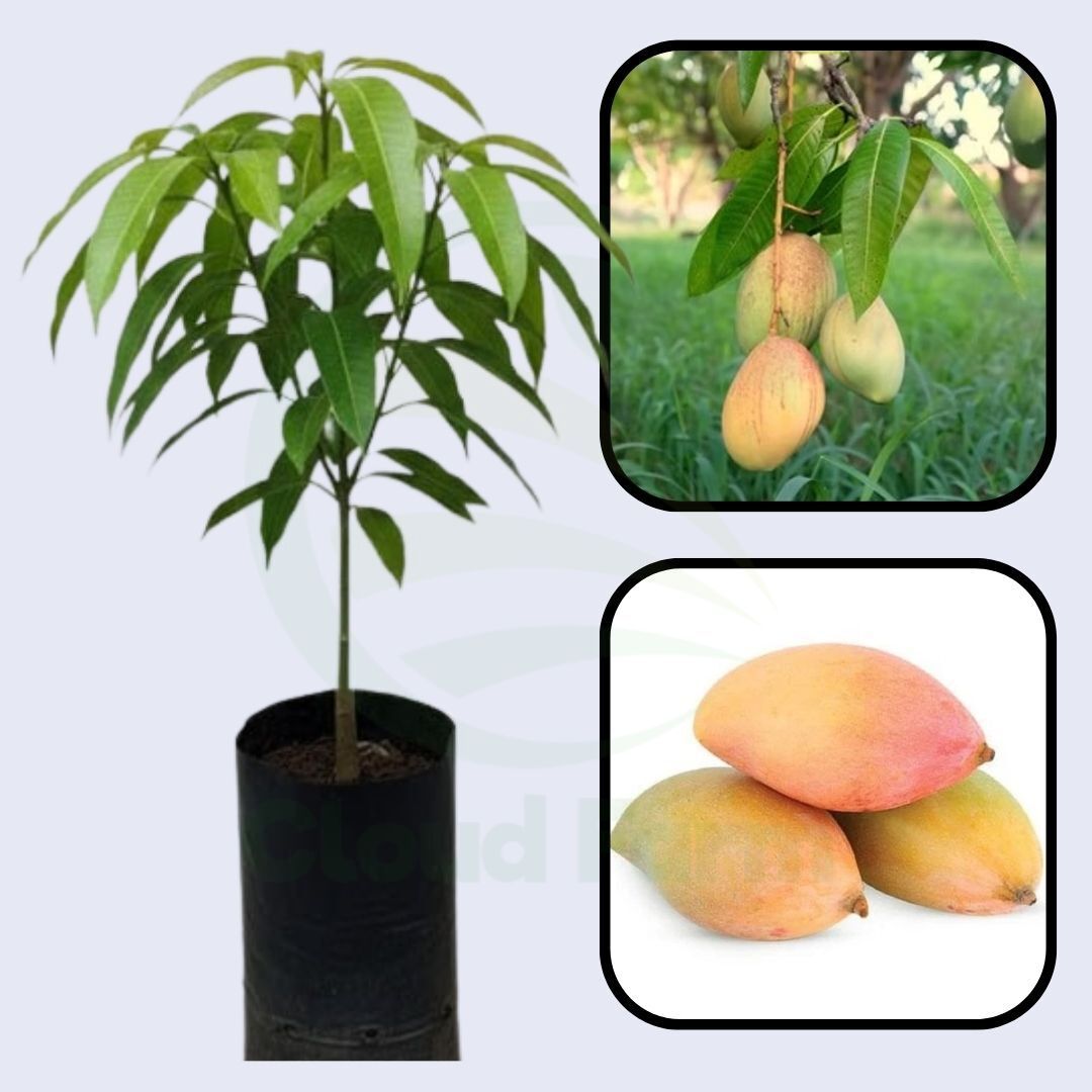 Totapuri Mango Grafted Hybrid Healthy Plant