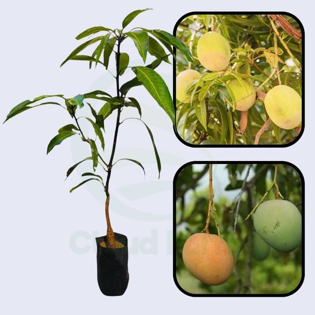 Young Mango Grafted Healthy Fruit Plant