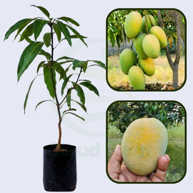 Malda Mango Grafted Healthy Fruit Plant Malda Mango Grafted Healthy Fruit Plant