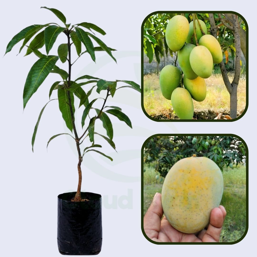 Malda Mango Grafted Healthy Fruit Plant