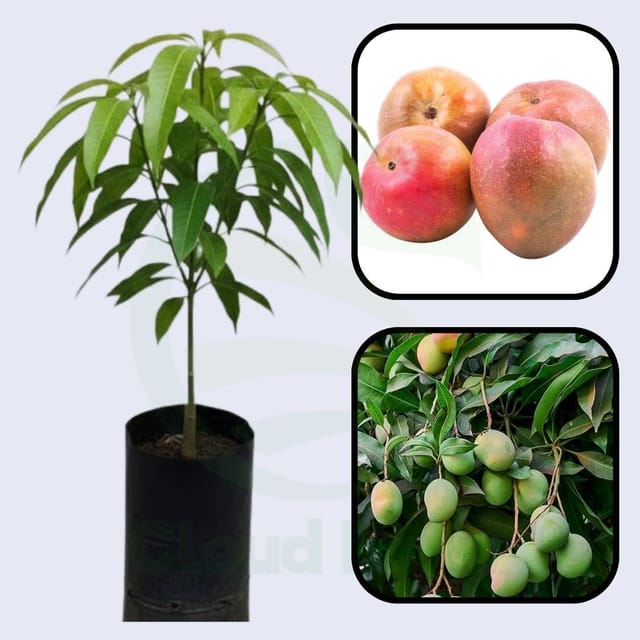Torbert Mango Grafted Healthy Plant Torbert Mango Grafted Healthy Plant