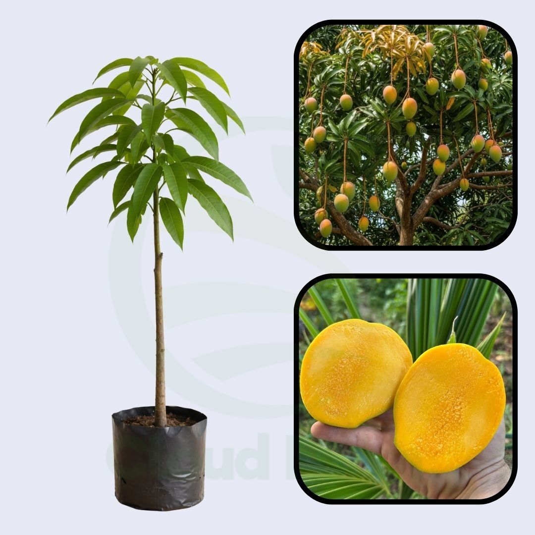 Sunrise Mango Grafted Healthy Fruit Plant