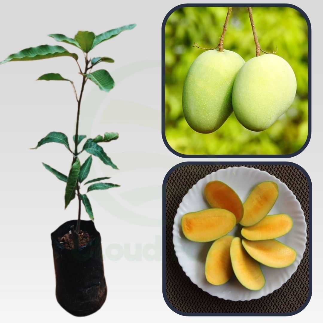 Vellai Kolomban Mango Grafted Healthy Fruit Plant