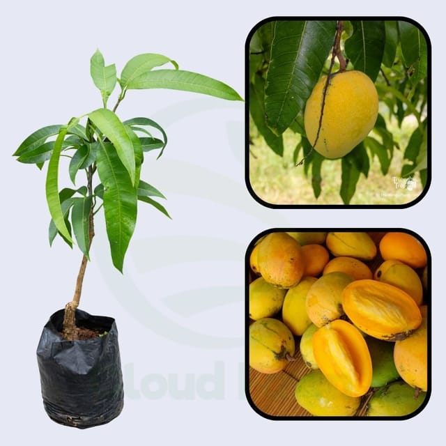 Tess Pollok Mango Grafted Hybrid Healthy Plant