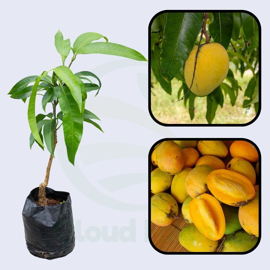 Tess Pollok Mango Grafted Hybrid Healthy Plant