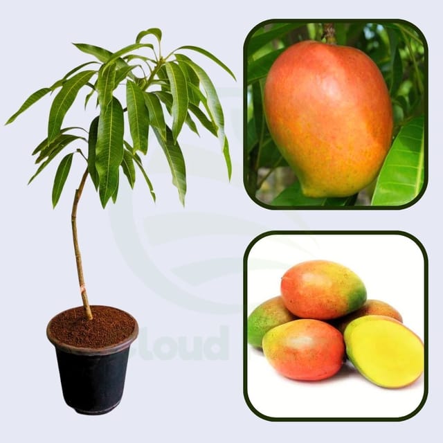 Pairi  Mango Grafted Healthy Fruit Plant