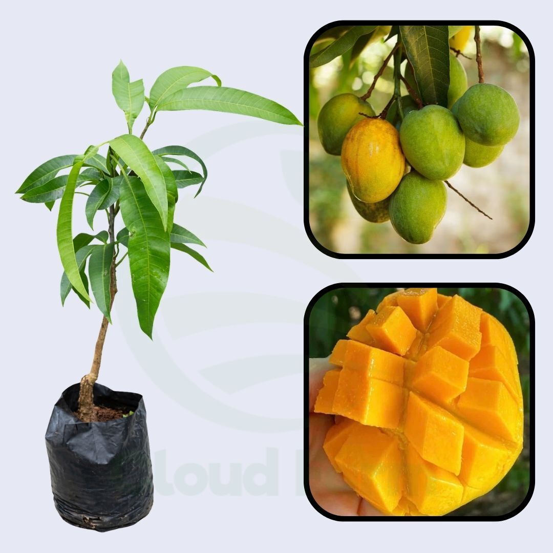 Sweet Tart Mango Grafted Hybrid Healthy Plant