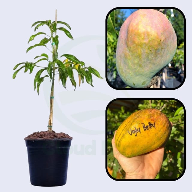 Ugly Betty Mango Grafted Healthy Fruit Plant