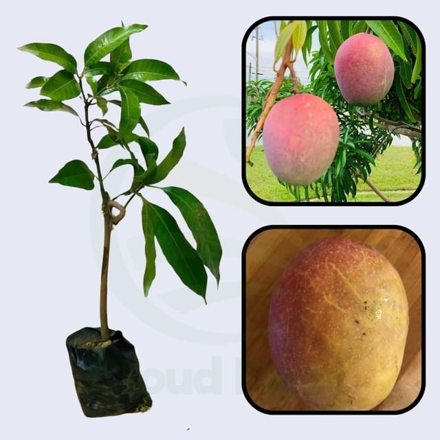 Spirit of '76 Mango Grafted Healthy Fruit Plant