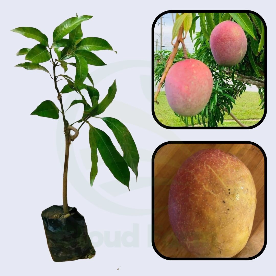 Spirit of '76 Mango Grafted Healthy Fruit Plant
