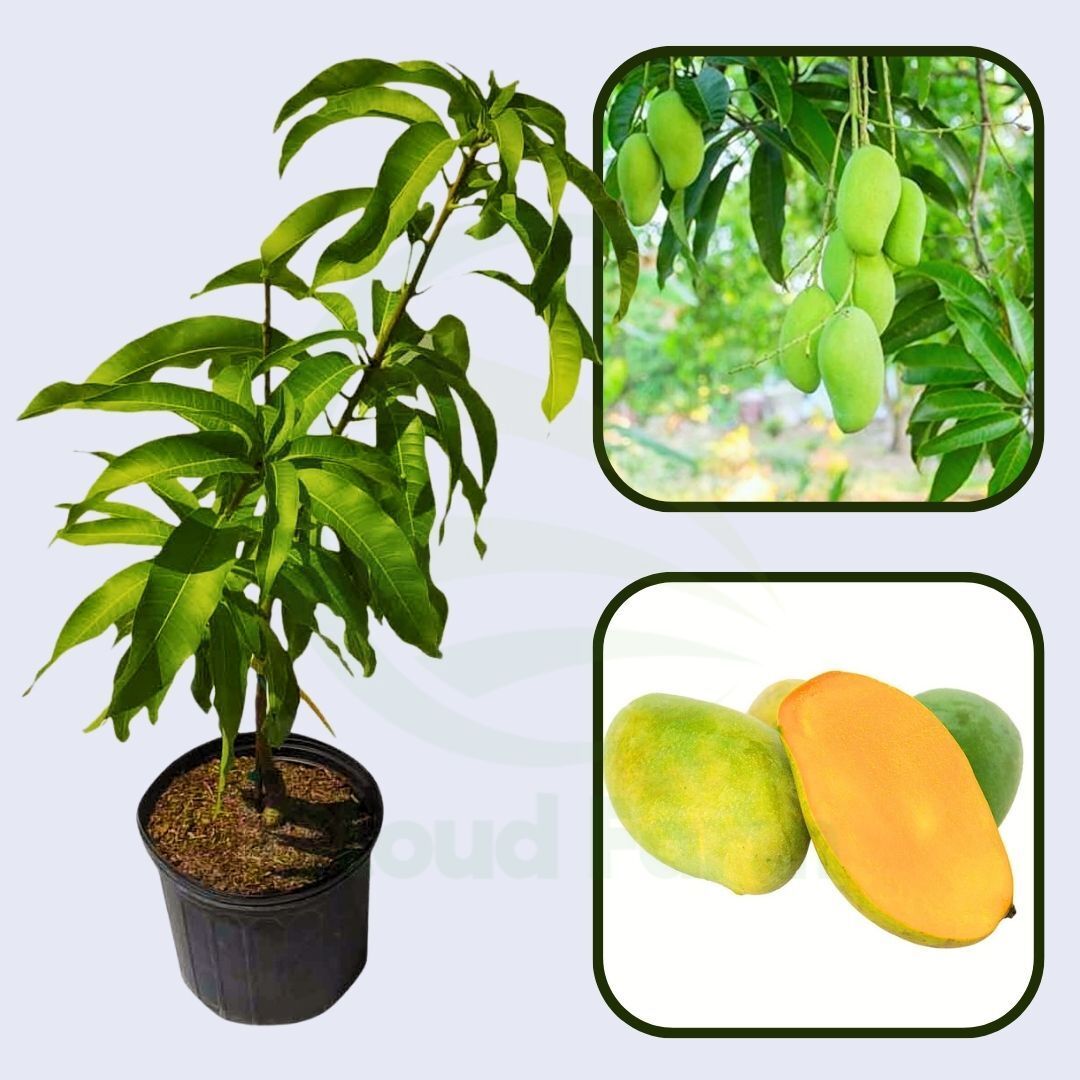 Peddarasamu Mango Grafted Healthy Fruit Plant