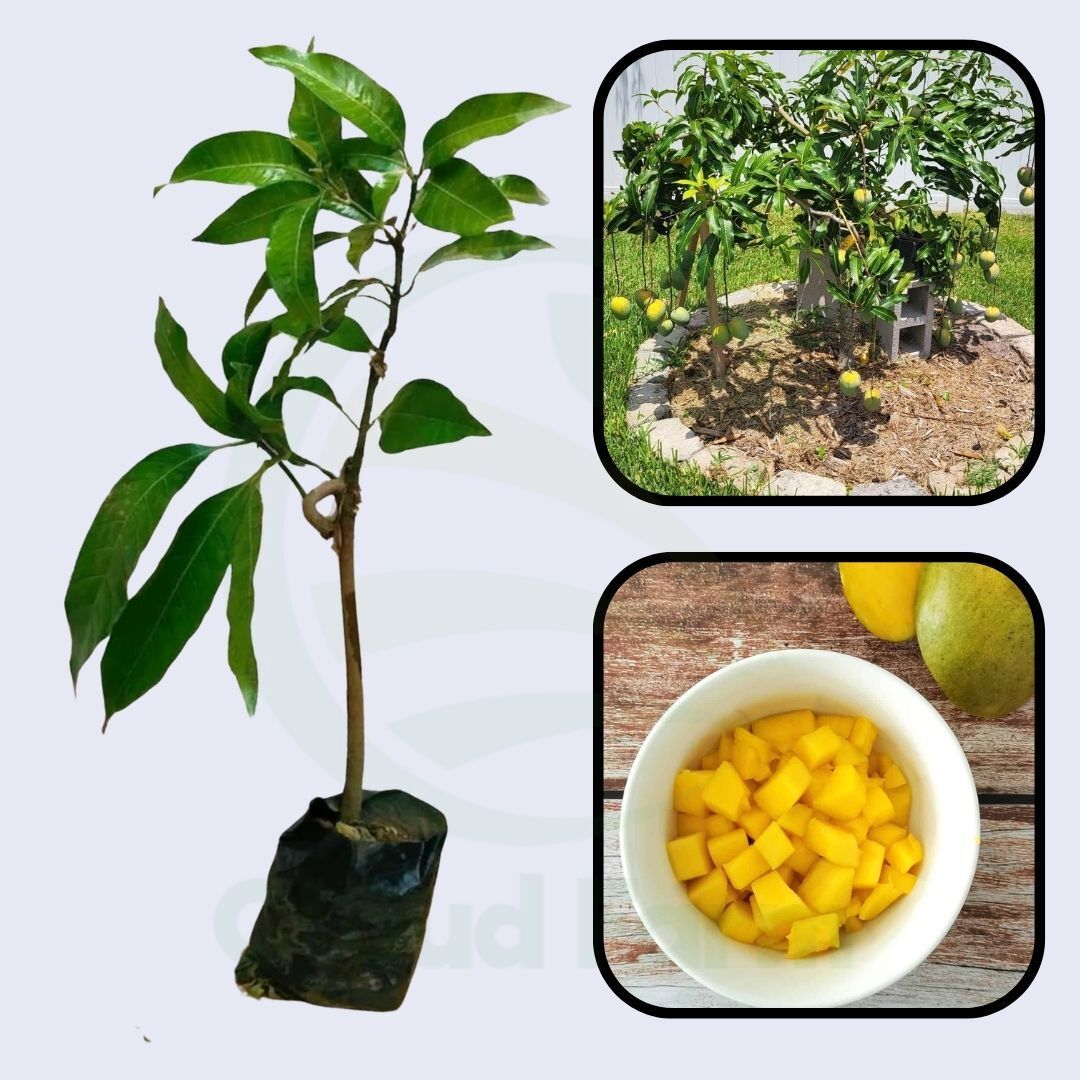 Sophie Fry Mango Grafted Hybrid Healthy Plant