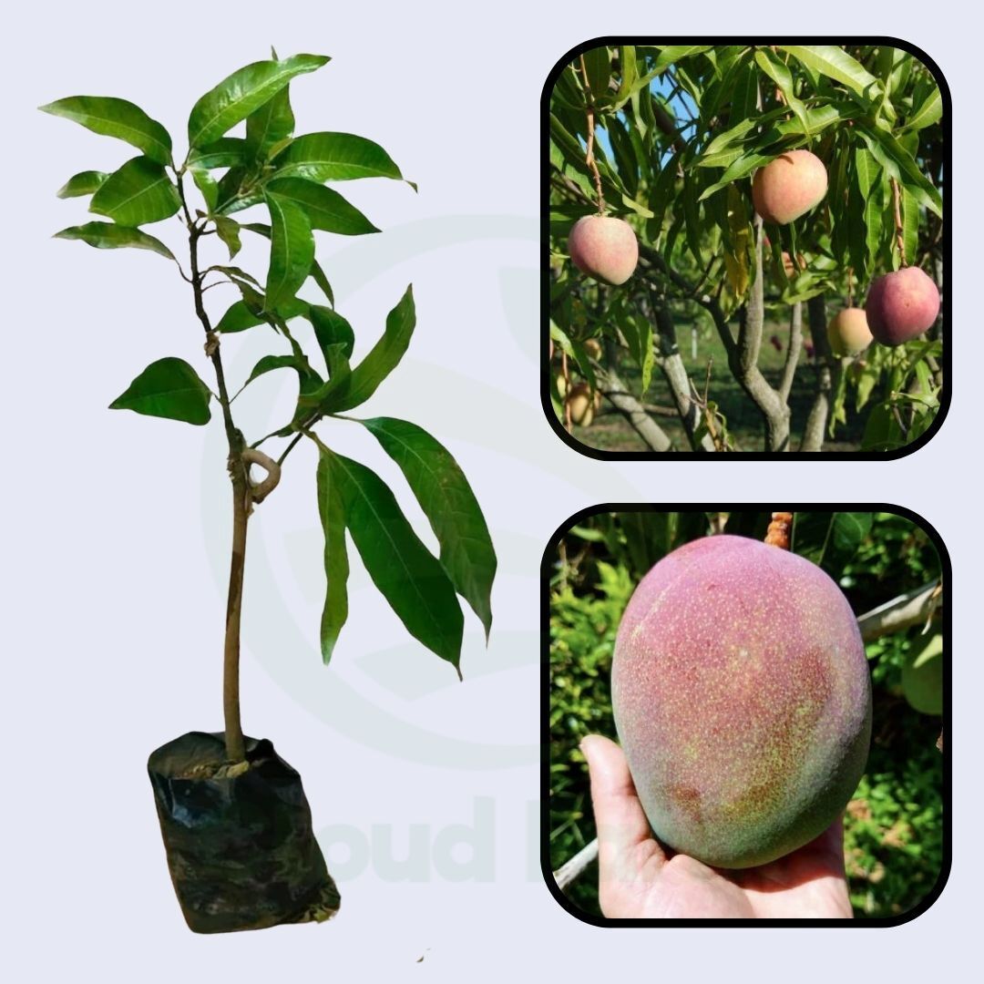 Southern Blush Mango Grafted Healthy Fruit Plant