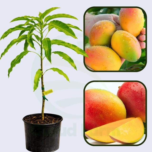 Rewa Sunderja Mango Grafted Healthy Fruit Plant