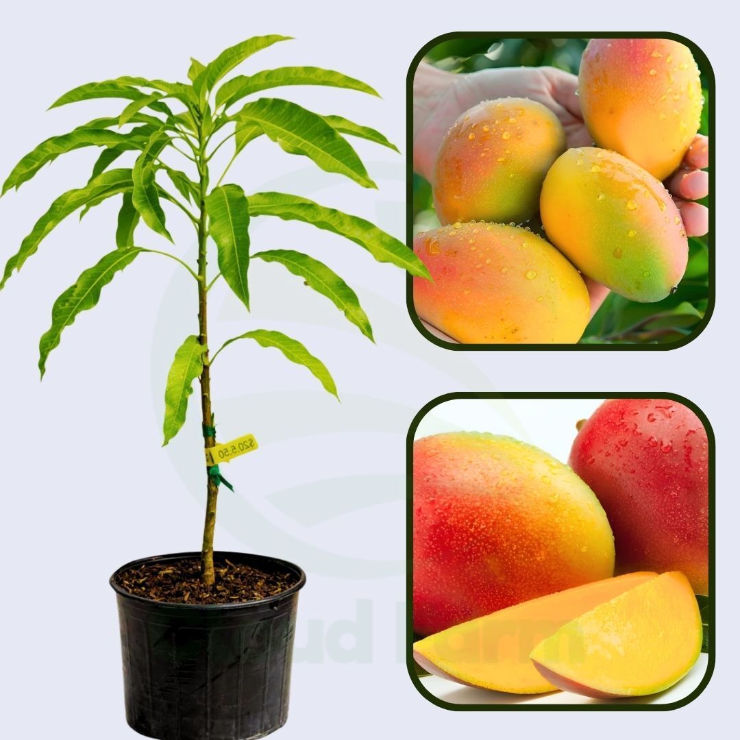 Rewa Sunderja Mango Grafted Healthy Fruit Plant