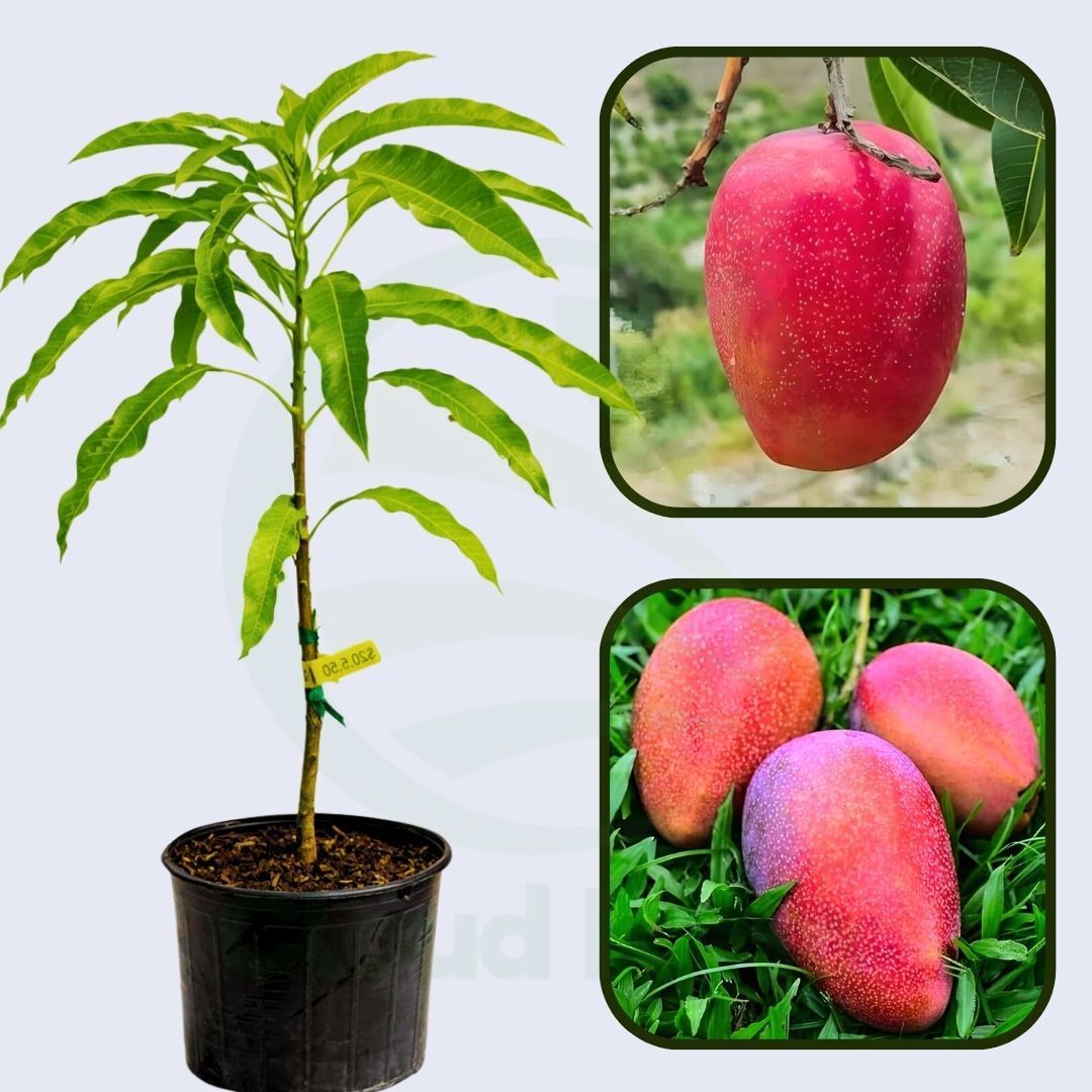 Rosa Mango Grafted Healthy Fruit Plant