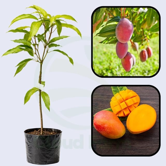 Sindoori Mango Grafted Hybrid Healthy Plant Sindoori Mango Grafted Hybrid Healthy Plant