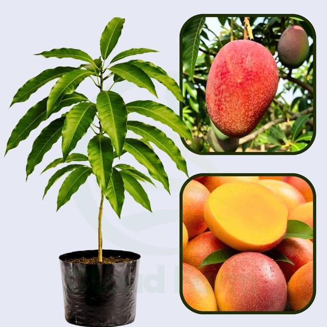 Red Willard Mango Grafted Healthy Fruit plant Red Willard Mango Grafted Healthy Fruit plant