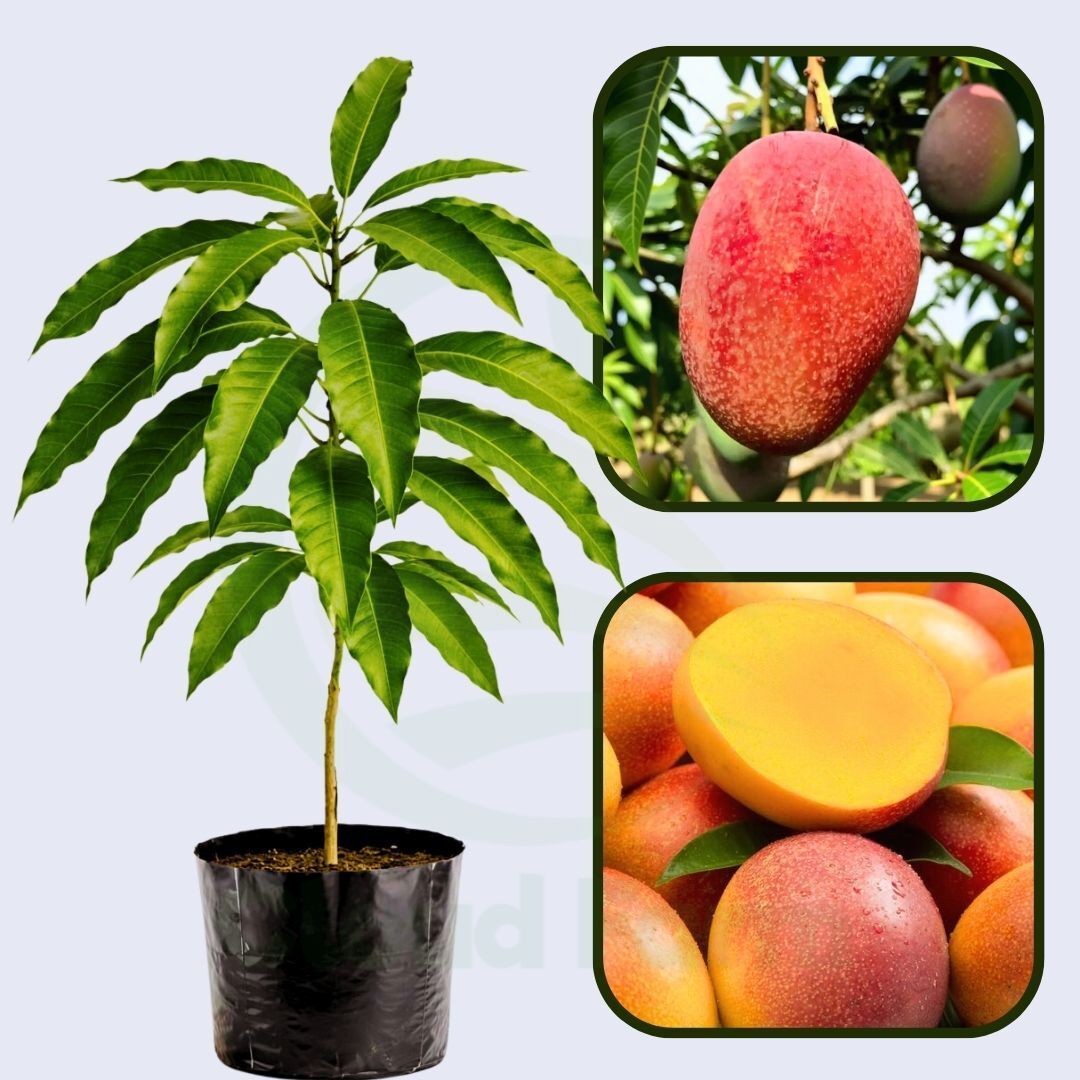 Red Willard Mango Grafted Healthy Fruit plant