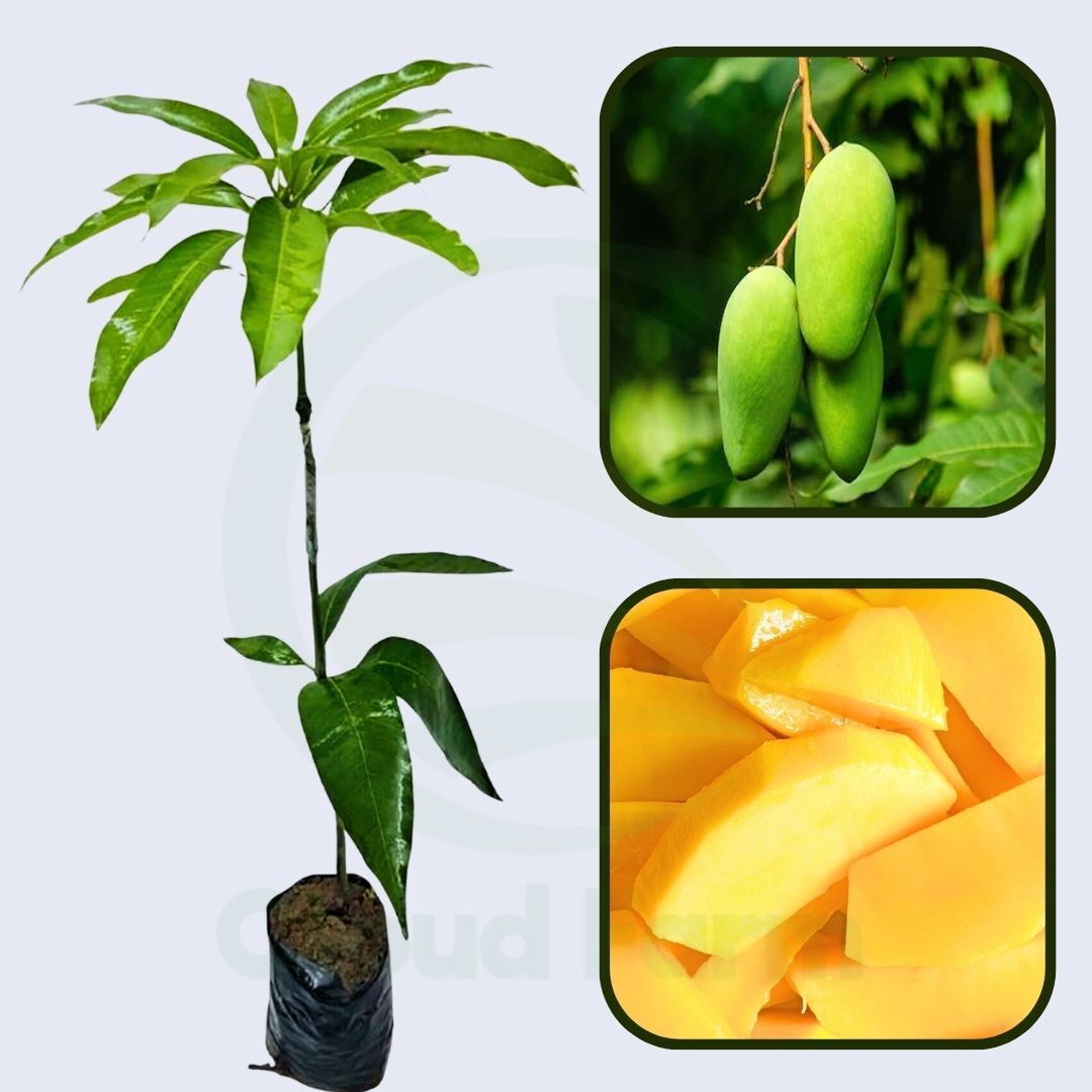 Sammar Bahisht Mango Grafted Healthy Fruit Plant