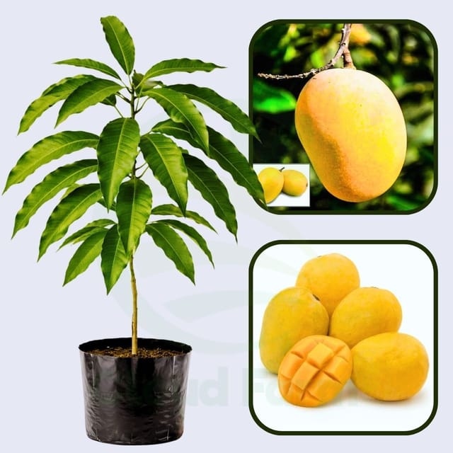 Rataul Mango Grafted healthy Fruit Plant